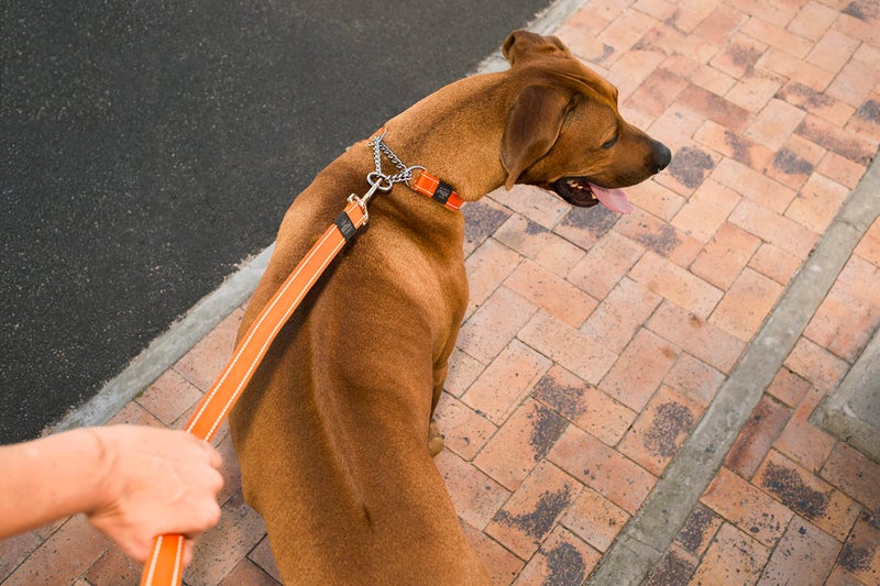 Rogz Reflective Dog Leash for Extra Large Dogs, 1" wide, 6' long, Green - Image 2